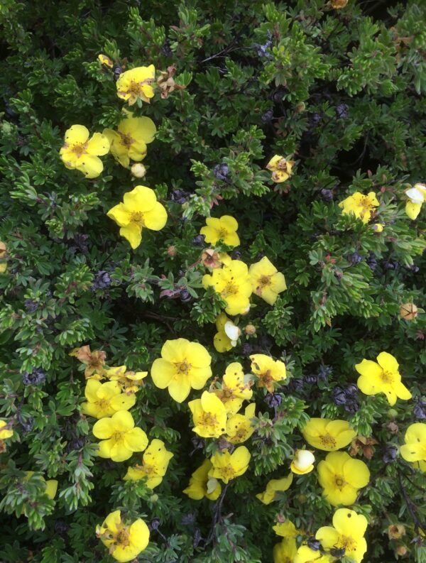 Potentilla fruticosa 'Kobold' - Bild 2