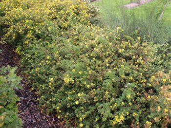 Potentilla fruticosa 'Longacre' E