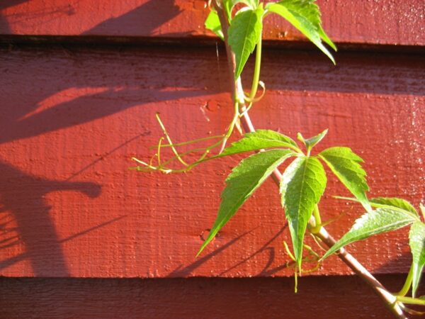 Parthenocissus quinquefolia