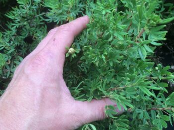 Potentilla fruticosa 'Fridhem' E