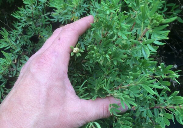Potentilla fruticosa 'Fridhem' E