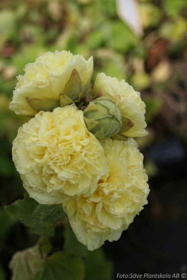 Alcea rosea 'Pleniflora' (Gul)