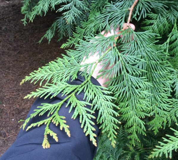 Thuja plicata 'Excelsa' - Bild 2