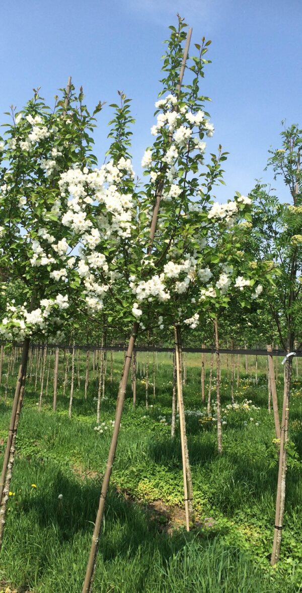 Malus 'Madonna' - Bild 2