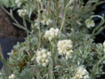 Antennaria dioica 'Borealis'