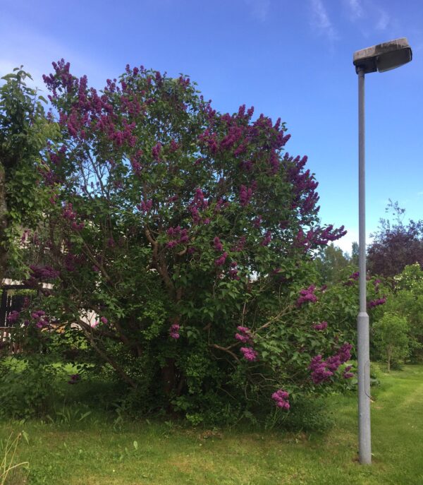 Syringa vulgaris 'Charles Joly'