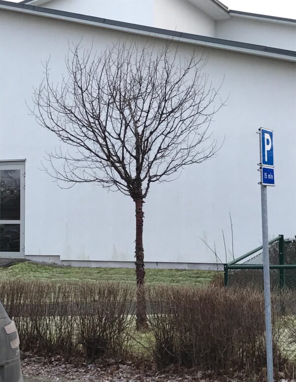 Prunus serrula - Bild 2