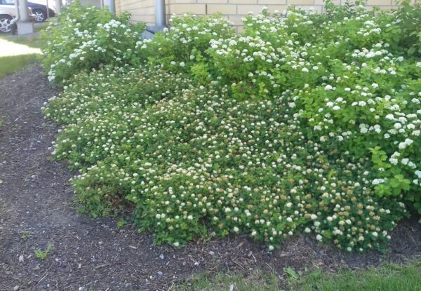 Spiraea beuvardiana 'Lumikki'