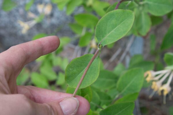 Lonicera caprifolium - Bild 2
