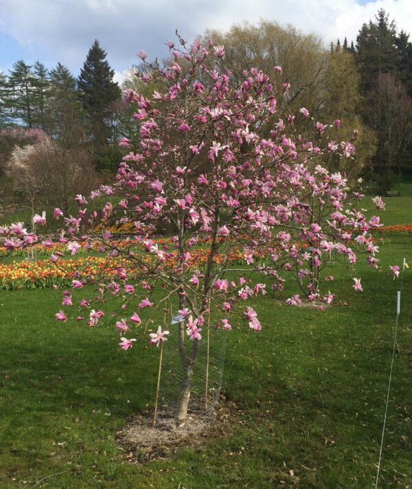 Magnolia x loebneri 'Leonard Messel'
