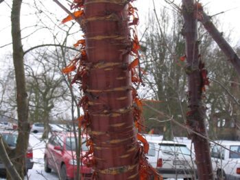Prunus serrula
