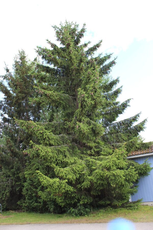 Picea abies (excelsa)