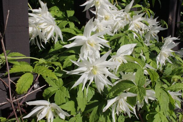 Clematis (Atragene-gruppen) 'Albina Plena' E - Bild 2