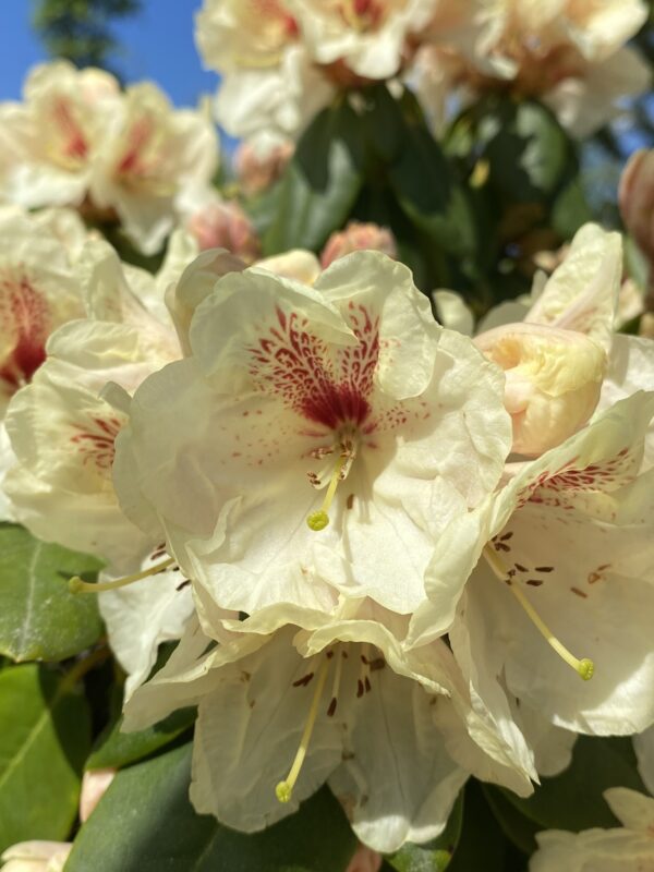 Rhododendron (Yakushimanum) 'Flava' - Bild 3
