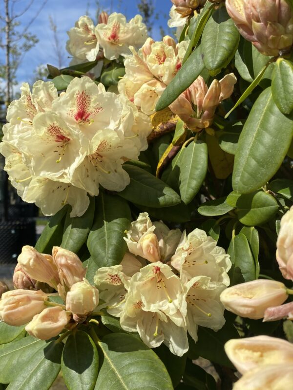 Rhododendron (Yakushimanum) 'Flava' - Bild 2