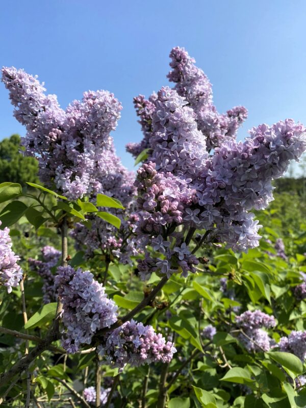 Syringa vulgaris 'Norrfjärden' E