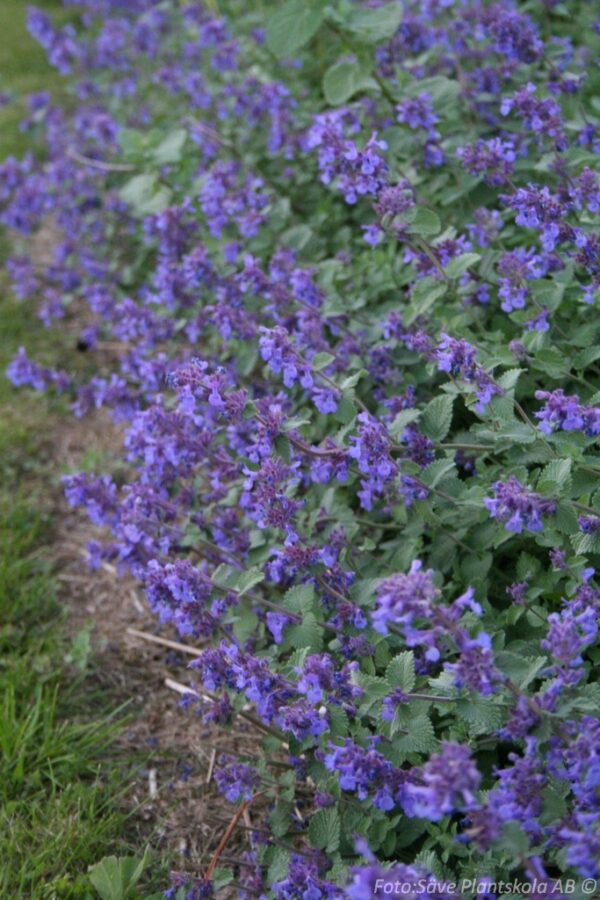 Nepeta x faassenii 'Superba Buhl'