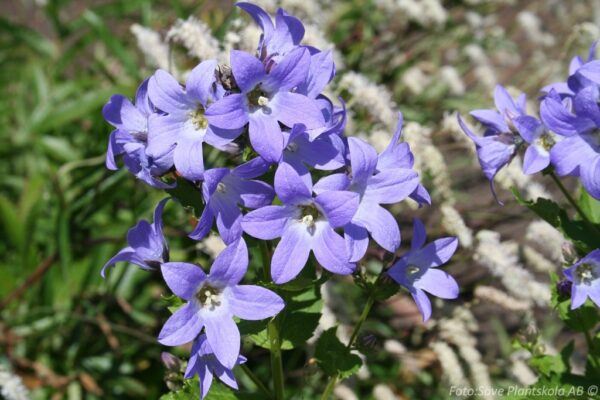 Campanula lactiflora 'Prichard' - Bild 2