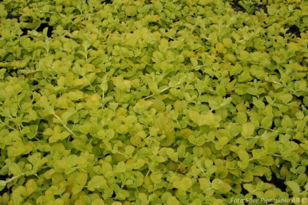Lysimachia nummularia 'Goldilocks'