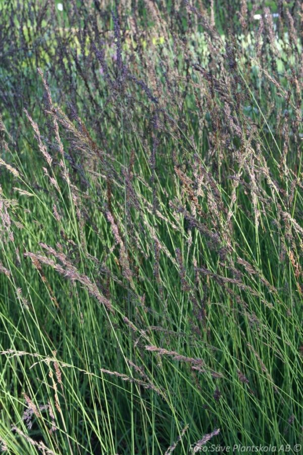 Molinia caerulea 'Edit Dudszus'