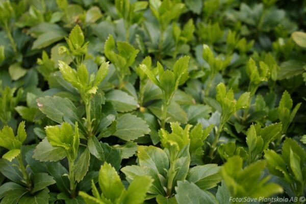 Pachysandra terminalis 'Green Carpet' - Bild 3