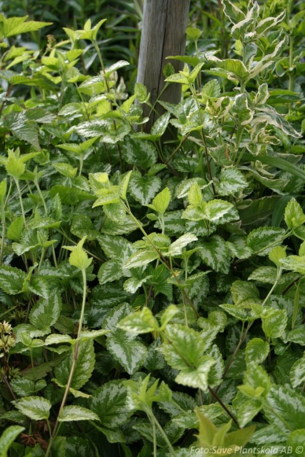 Lamium galeobdolon 'Florentinum'