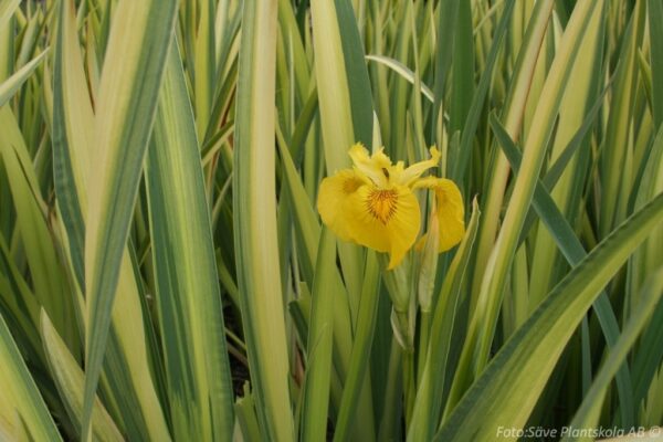 Iris pseudacorus 'Variegata'