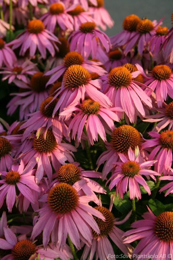 Echinacea purpurea 'Rubinstern'