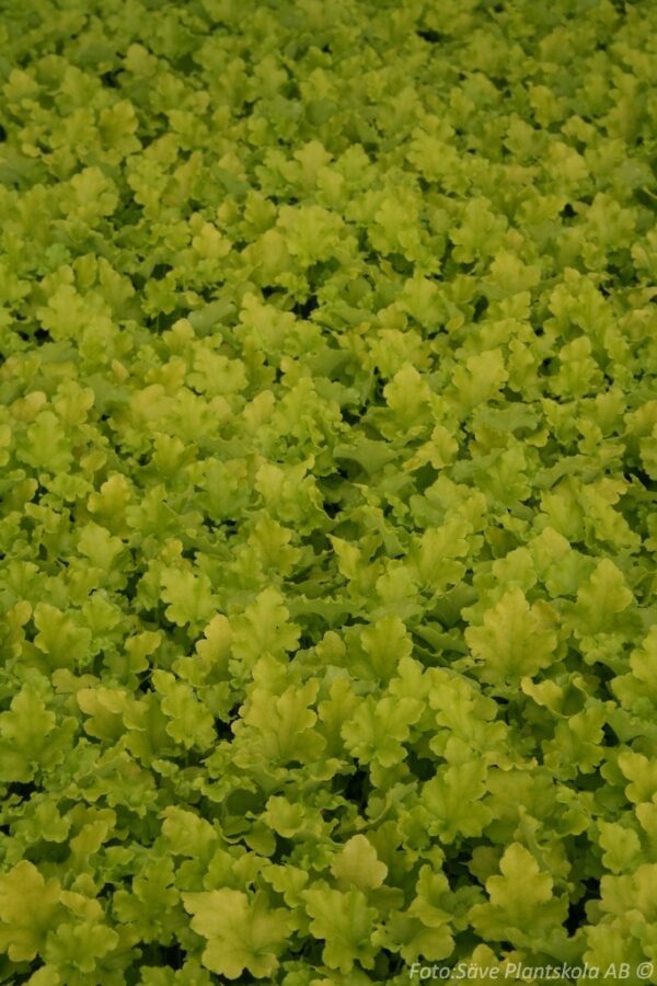 Heuchera 'Lime Marmelade'