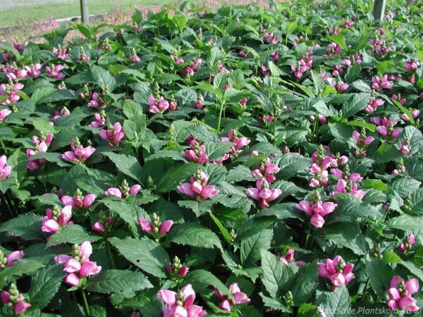 Chelone obliqua