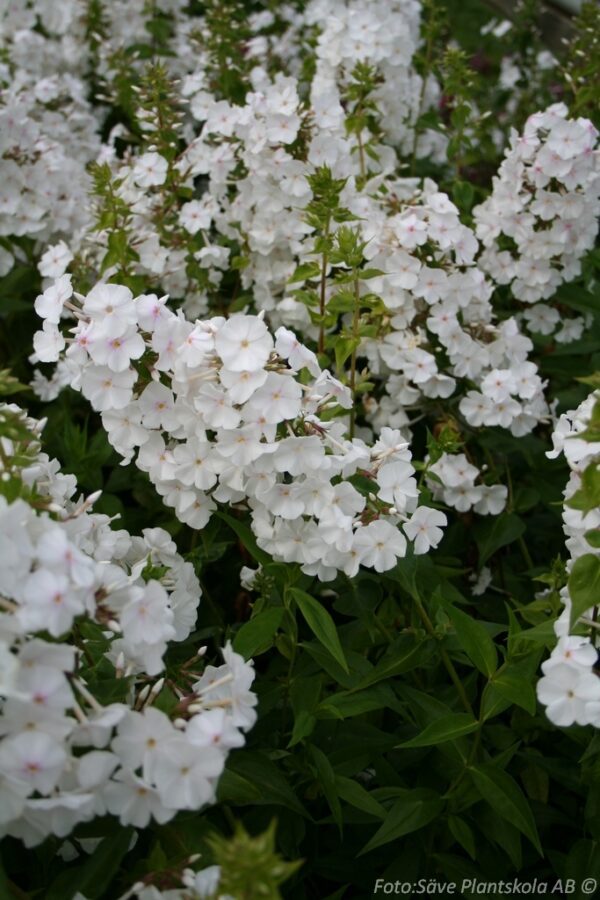 Phlox carolina 'Mrs Lingard'