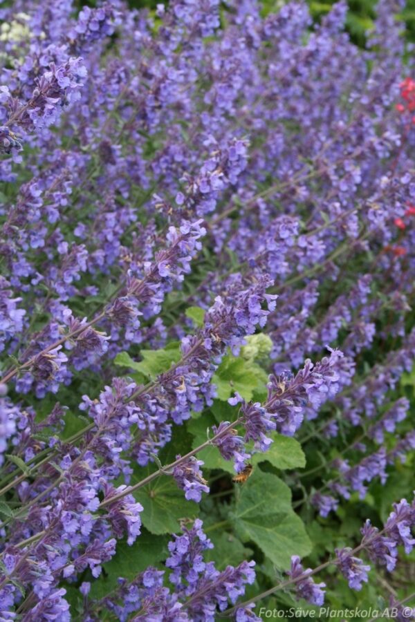Nepeta x faassenii 'Six Hills Giant'