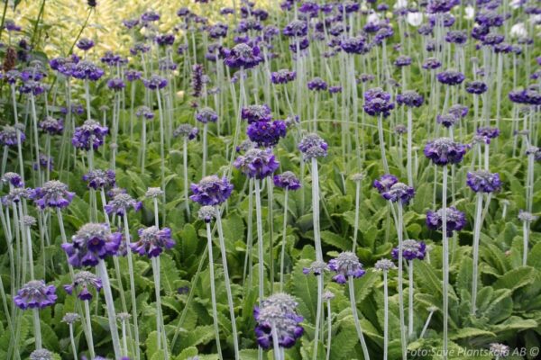 Primula capitata 'Mooreana'