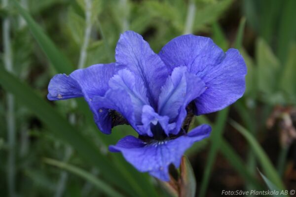 Iris sibirica 'Blue Moon'