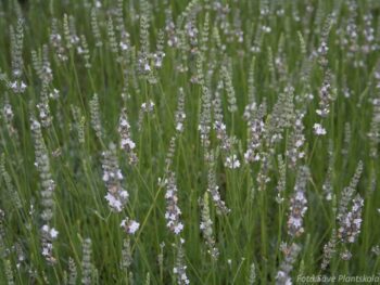 Lavandula angustifolia 'Edelweiss'