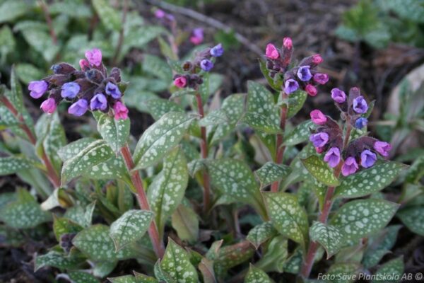 Pulmonaria saccharata 'Mrs Moon'