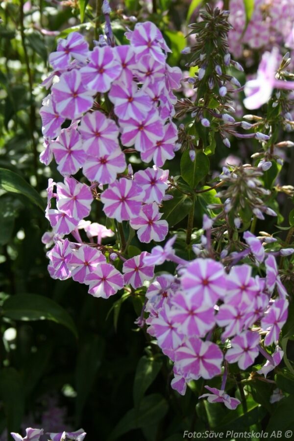 Phlox maculata 'Natascha'