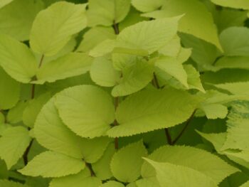 Aralia cordata 'Sun King'