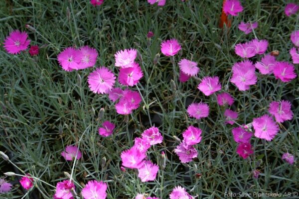 Dianthus Gratianopolitanus-gruppen 'Feuerhexe'