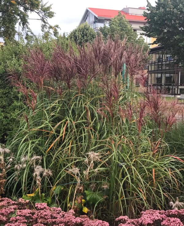 Miscanthus sinensis 'Malepartus' - Bild 2