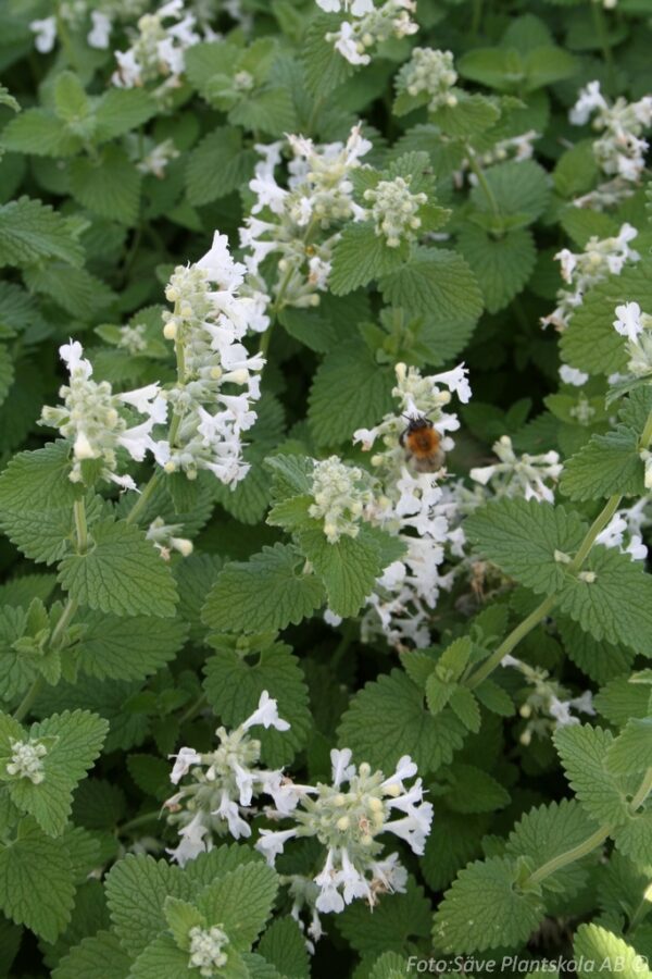 Nepeta racemosa 'Snowflake'