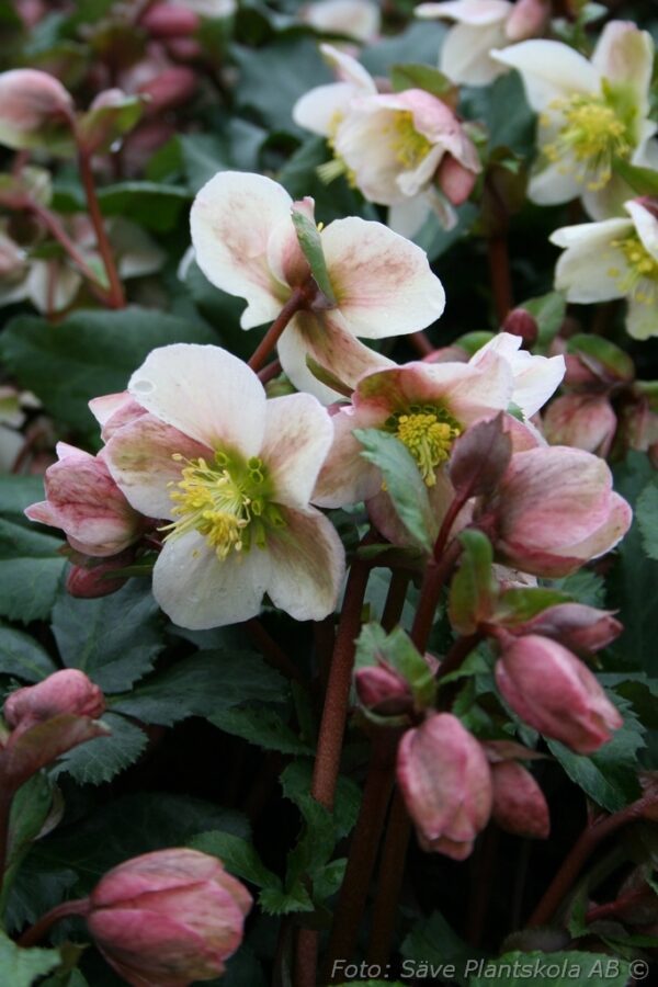 Helleborus x ericsmithii 'Pirouette'