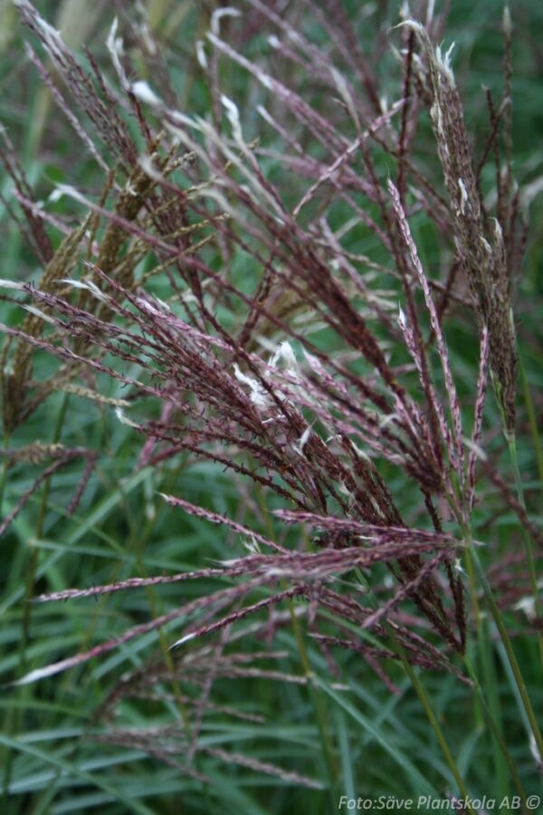 Miscanthus sinensis 'Kleine Fontäne'