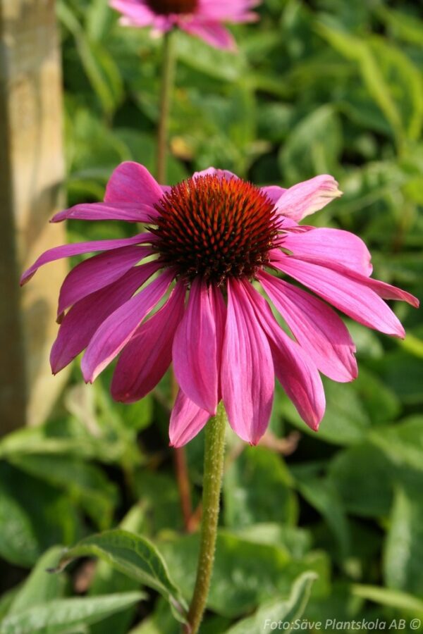 Echinacea purpurea 'Magnus' - Bild 2