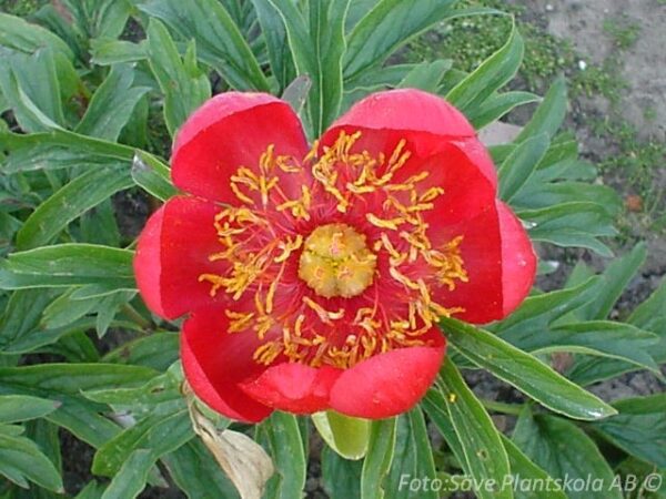 Paeonia peregrina 'Otto Froebel'