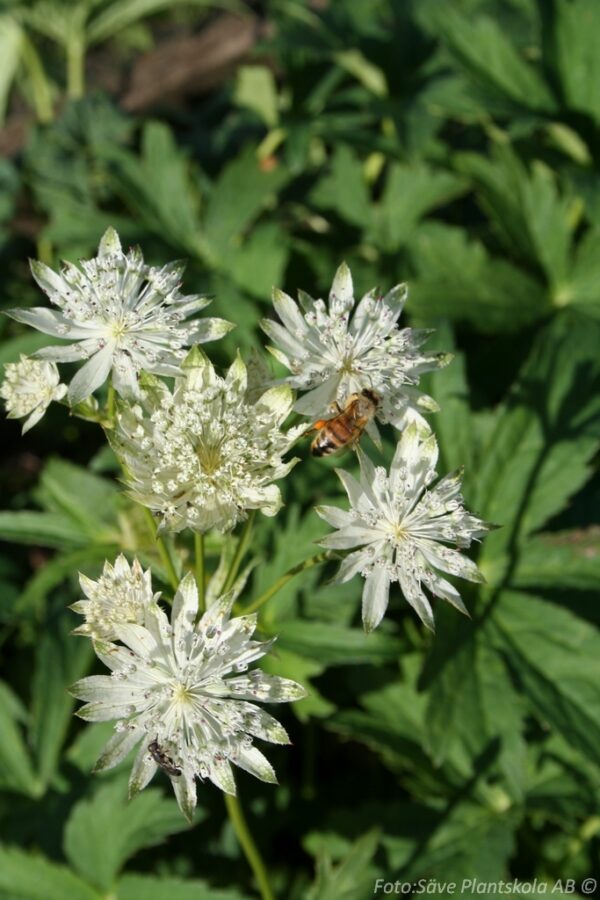 Astrantia major 'Star of Billion'