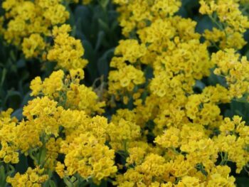 Aurinia saxatile 'Compactum'