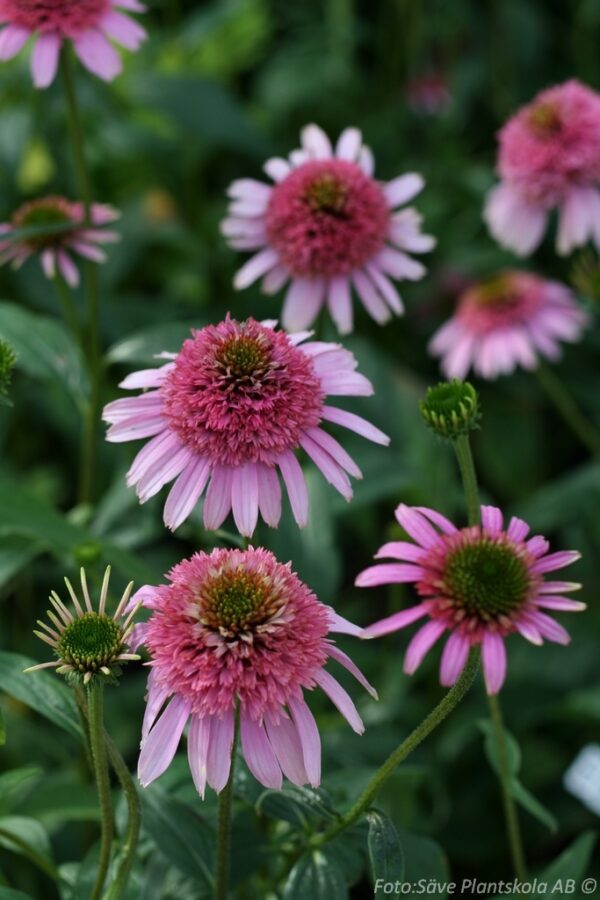 Echinacea purpurea 'Pink Sorbet'