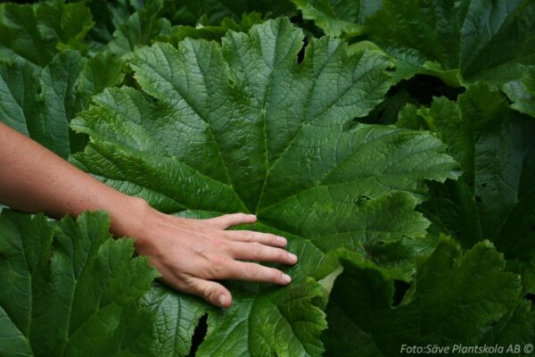 Darmera peltata