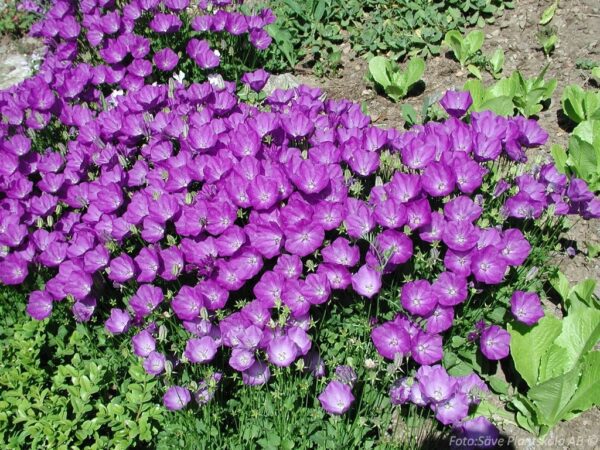 Campanula carpatica 'Elit'